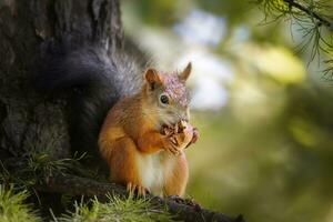 rot Eichhörnchen Klettern oben im ein Baum... foto