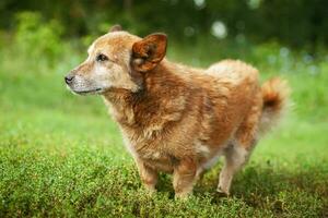 Mischlingshund von roter Farbe liegt auf dem Bauch auf dem Gras und streckt seine Vorderpfoten nach vorne. Frühling foto
