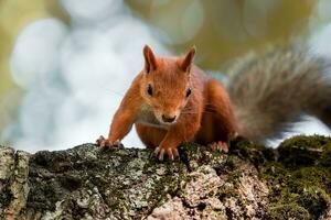 rot Eichhörnchen Klettern oben im ein Baum.. foto