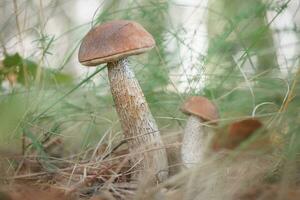 schön Birke Bolete Birke Pilz, Rau Steinpilz oder Braunkappe Pilz im Gras mit Herbst Blätter. foto