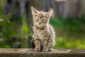 wenig Neugeborene grau Kätzchen sind warten zum das Katze. süß komisch Zuhause Haustiere. schließen oben inländisch Tier. Kätzchen beim drei Wochen alt von Leben foto