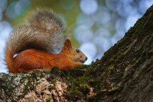 Eichhörnchen im Herbstpark. foto