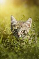 Grau gestreifte Katze geht an der Leine auf grünem Gras im Freien.. foto