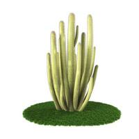 Kaktus Blume Pflanze im das Garten. hoch Qualität 3d Rendern Ergebnisse. foto