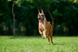 Boxer Hund Laufen und Springen auf Grün Gras Sommer- Rasen draussen Park Gehen mit Erwachsene Haustier foto