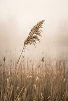 schließen oben von Schilf auf das See im das Nebel. foto