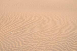 ein einsam Vogel ist Stehen im das Sand foto