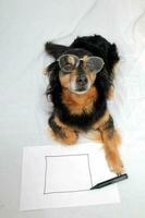 ein Hund tragen Brille und halten ein Stift foto