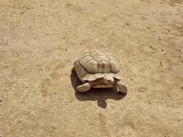 die Schildkröte im Sand foto