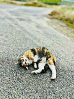 Porträt von ein süß Katze ackting komisch auf das Straße im das Morgen foto