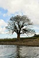 ein einsam Baum steht im das Mitte von ein See foto