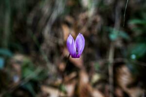 2023 7 30 val fredda Alpenveilchen purpurascenes 4.jpg foto