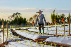 asiatisch Farmer ist mit Schlauch zu Bewässerung jung Gemüse Sämling im Mulchen Film Feld zum wachsend Bio Pflanze während Frühling Jahreszeit und Landwirtschaft foto