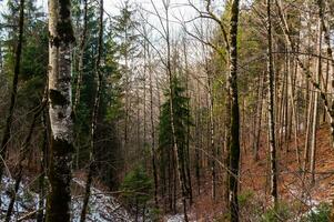 tief Wald im Winter mit klein Menge von Schnee und auf sonnig Wetter foto