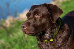 Porträt von Labrador Retriever Nahaufnahme über dem grünen Gras im Freien foto