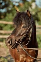 schön braun Pony, Nahansicht von Schnauze, süß sehen, Mähne, Hintergrund von Laufen Feld, Korral, Bäume foto