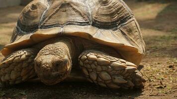 ein groß braun Schildkröte Spaziergänge auf das Boden foto