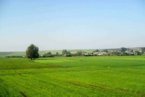 ein Grün Feld mit Bäume und Häuser im das Entfernung foto