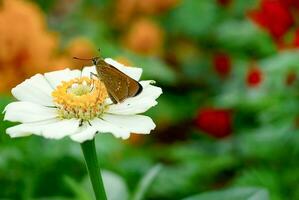 Schmetterlinge sind Sitzung auf schön Blumen foto