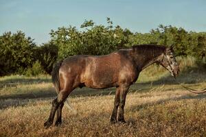Porträt von Bucht Pferd im Sommer- auf das Feld foto