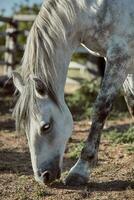 schön grau Pferd im Weiß Apfel, Nahansicht von Schnauze, süß sehen, Mähne, Hintergrund von Laufen Feld, Korral, Bäume foto
