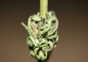 frisch medizinisch Marihuana isoliert schließen oben Hintergrund therapeutisch Cannabis Knospe lila Dunst botanisch hoch Qualität groß Größe sofortig Drucke Lager Fotografie foto