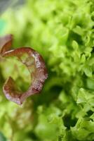 Grün frisch kultiviert Grüner Salat Salat Blätter schließen oben Laub Textur bio Natur Hintergrund groß Größe hoch Qualität sofortig Lager Fotografie Drucke foto