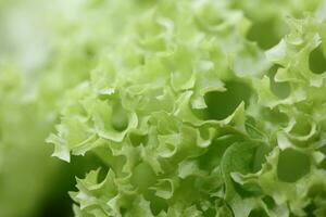 Grün frisch kultiviert Grüner Salat Salat Blätter schließen oben Laub Textur bio Natur Hintergrund groß Größe hoch Qualität sofortig Lager Fotografie Drucke foto