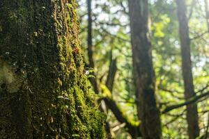 schließen oben ein alt Baum Kofferraum mit wenig Baum und Grün Moos auf ein Hintergrund von Regen Wald. foto
