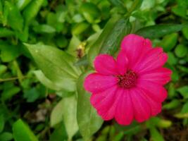 gebogen Papier Blumen Das haben papierartig Blütenblätter und hell Farben. foto