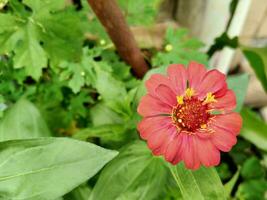 peruviana Papier Blume. im das Vorderseite Hof von das Haus. foto