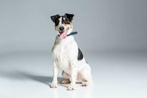 Fuchs Terrier posieren im Studio auf grau Hintergrund. foto