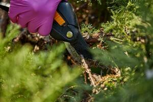 Hände von Arbeiter im Rosa Handschuhe sind Trimmen ein Zweig von bewachsen Grün Strauch mit Beschneidung Schere. Gärtner ist Ausschnitt Hecke im Frühling. schließen oben foto