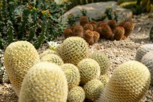 Kaktus Garten verschiedene Typen von schön Kakteen exotisch Kaktus Sammlung. foto