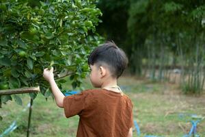 asiatisch Junge suchen beim das produzieren von das Zitrone Baum foto