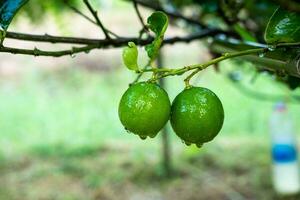 Zitronen auf das Baum tropft Wasser nach Regen oder Bewässerung das Pflanze. foto