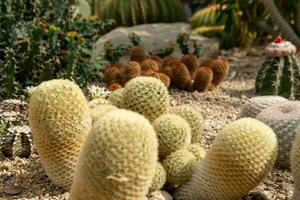 Kaktus Garten verschiedene Typen von schön Kakteen exotisch Kaktus Sammlung. foto