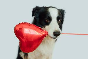 st. Valentinstag-Konzept. lustiger süßer Hündchen-Border-Collie mit rotem Herzballon im Mund isoliert auf weißem Hintergrund. schöner verliebter hund am valentinstag gibt geschenk. foto