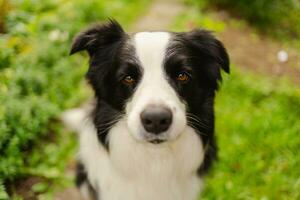 Außenporträt des süßen, lächelnden Welpen-Border-Collie, der auf Parkhintergrund sitzt. kleiner hund mit lustigem gesicht an sonnigen sommertagen im freien. Haustierpflege und lustiges Tierlebenskonzept. foto