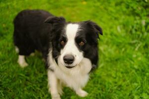 Außenporträt des süßen, lächelnden Welpen-Border-Collie, der auf Parkhintergrund sitzt. kleiner hund mit lustigem gesicht an sonnigen sommertagen im freien. Haustierpflege und lustiges Tierlebenskonzept. foto