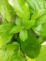 Bild im kantap Bengali. kantap bijakfig Blatt ist ein Wald Kraut. gerade wie Feigen können Sein gekocht und gegessen, das jung Blätter von Feigen können ebenfalls Sein gegessen wie ein Gemüse. foto