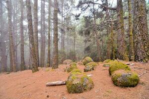 ein Gruppe von Felsen im das Wald mit Moos auf Sie foto