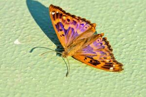 ein Schmetterling mit lila und Blau Flügel auf ein Grün Oberfläche foto