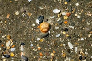 Muscheln und Kieselsteine auf das Strand foto