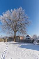 gefroren Baum auf Winter Feld und Blau Himmel foto