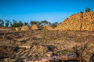 zerstört Wald wie ein bewirken von stark Sturm foto