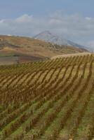 Weinberg auf sanft Steigung im Ätna Region, Sizilien foto