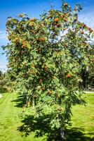 Eberesche Baum mit rot Beeren und Blätter foto