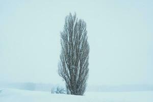 Baum von Ken und heiraten mit Schnee im Winter Jahreszeit beim biei Patchwork Straße. Wahrzeichen und Beliebt zum Sehenswürdigkeiten im Hokkaido, Japan. Reise und Ferien Konzept foto