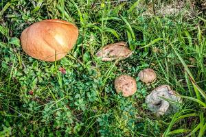 drei Pilze im das Gras Nahansicht beim das Sommer- Tag foto